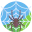 Spider Control Dromana Spider Control Dromana